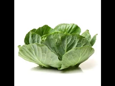 Cabbage Leaves