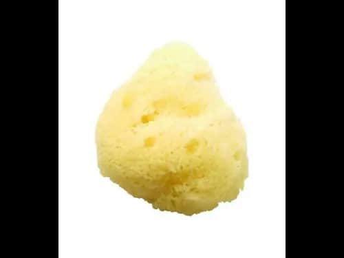 Natural Sea Sponge