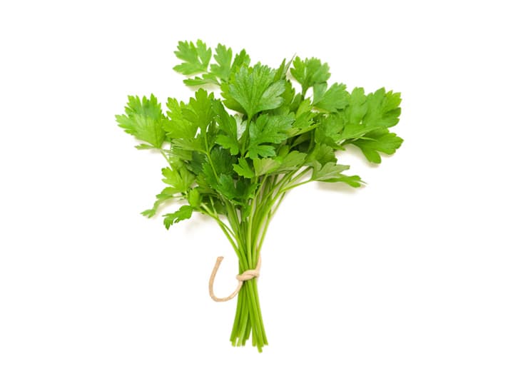 Coriander