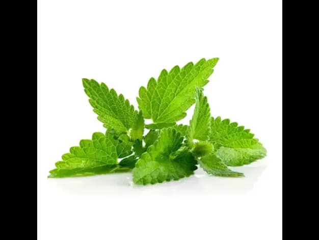Mint