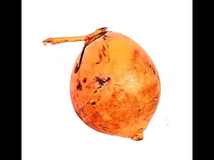 King Coconut