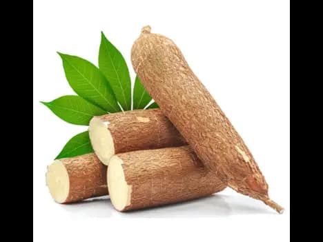 Manioc