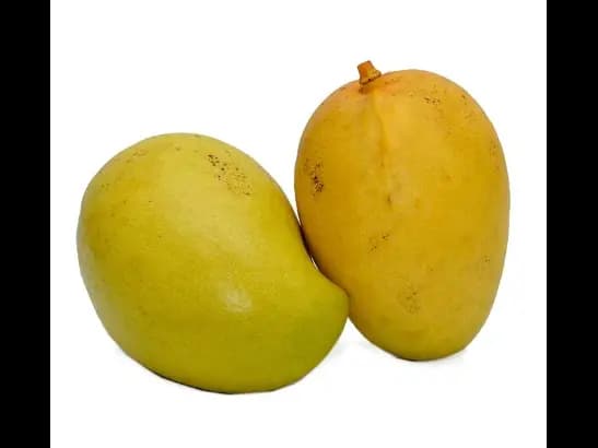 T. J .C. Mango