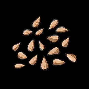 Seeds