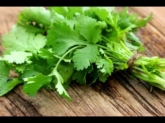 Coriander (2)