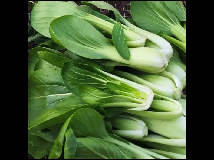 Bok Choy / Pak Choi (4)