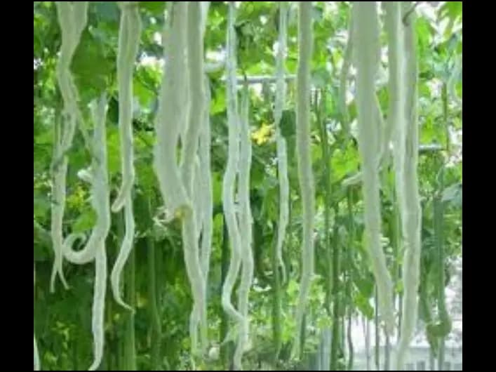 Snake gourd (4)
