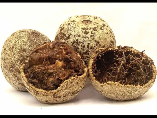 Wood Apple (2)