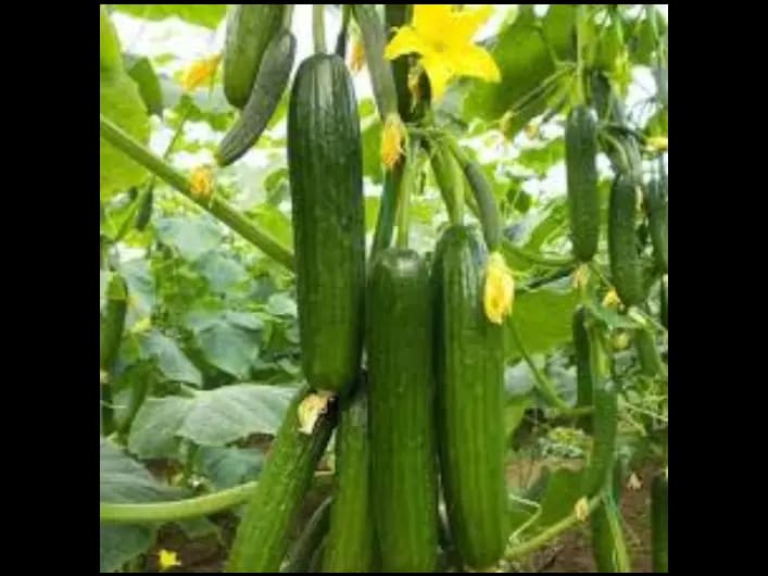 Green Cucumber (4)