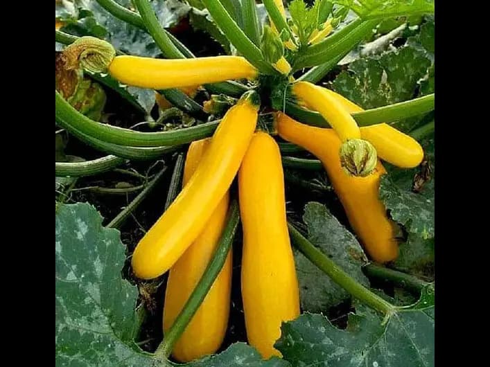 Yellow Zucchini (4)