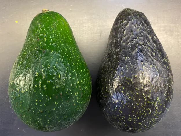 Avocado (5)