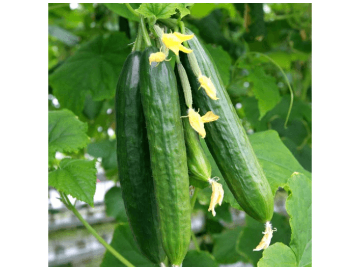 Japanese Cucumber (4)