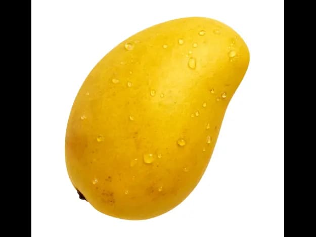 T. J .C. Mango (2)