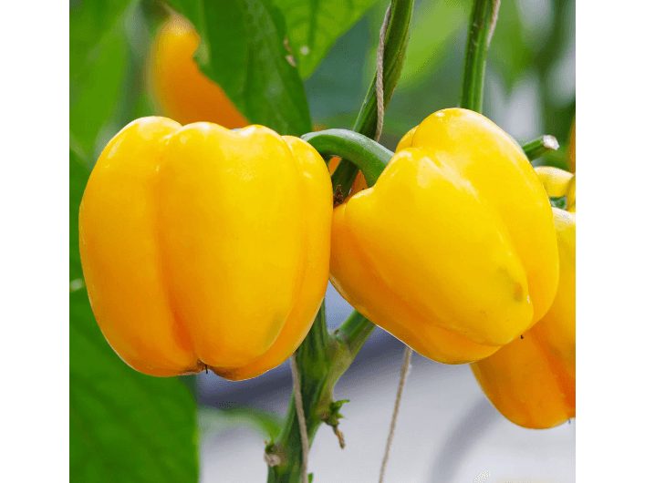 Bell pepper -yellow (4)