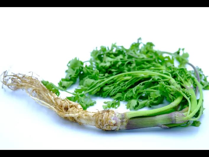 Coriander (3)