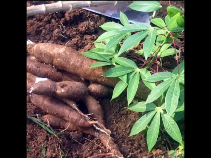 Manioc (4)