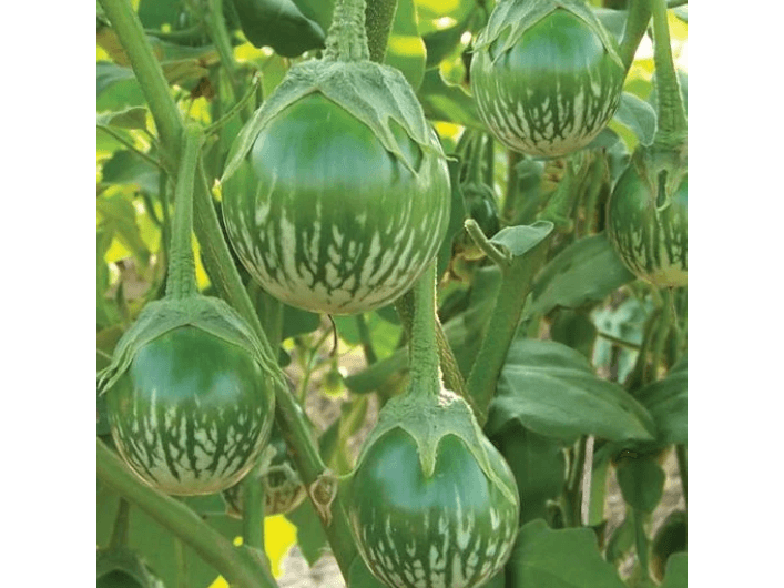 Thalana Batu (5)