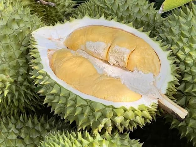 Durian - Pre-order (3)