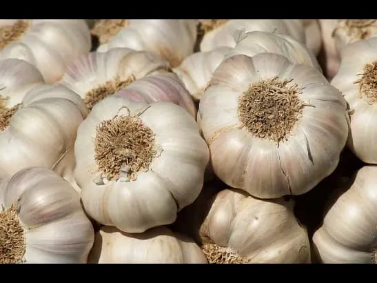 Garlic (3)