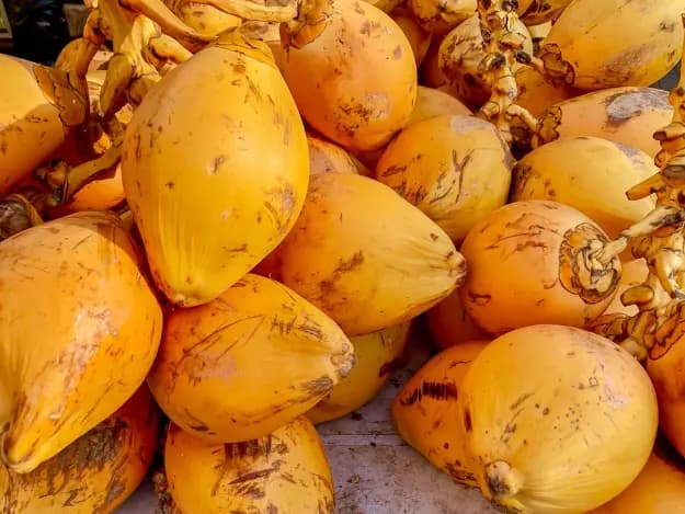 King Coconut (5)