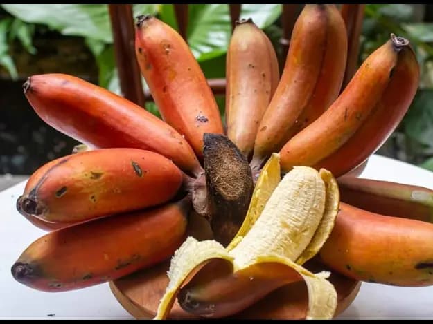 Red Banana (5)