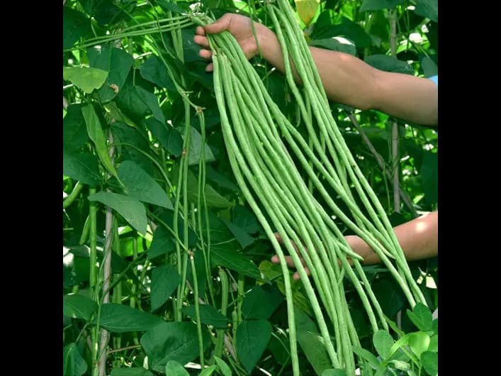Long beans (5)