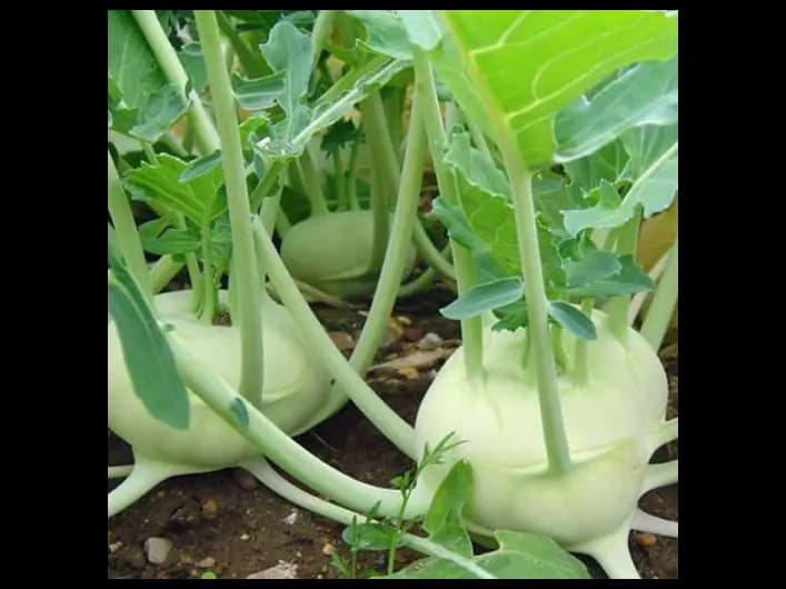 Knol Khol (4)