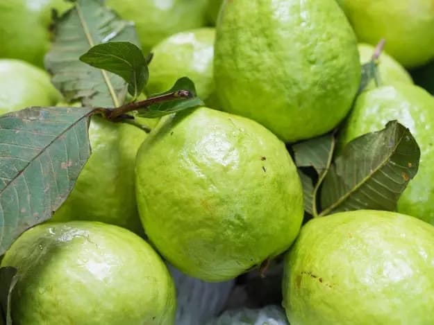 Guava (6)