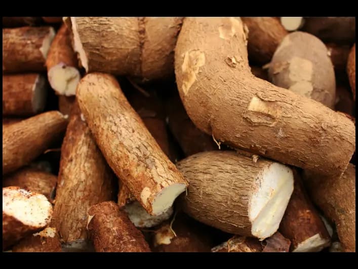 Manioc (5)