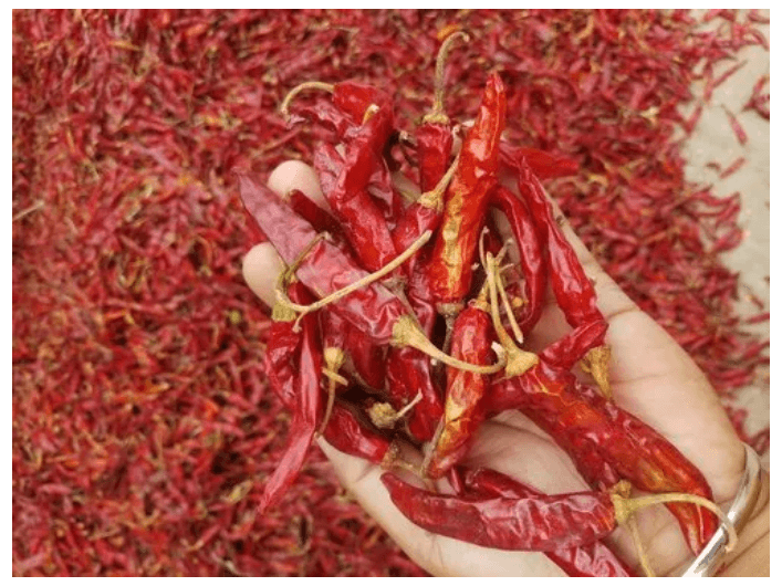 Dry Red Chilli (4)
