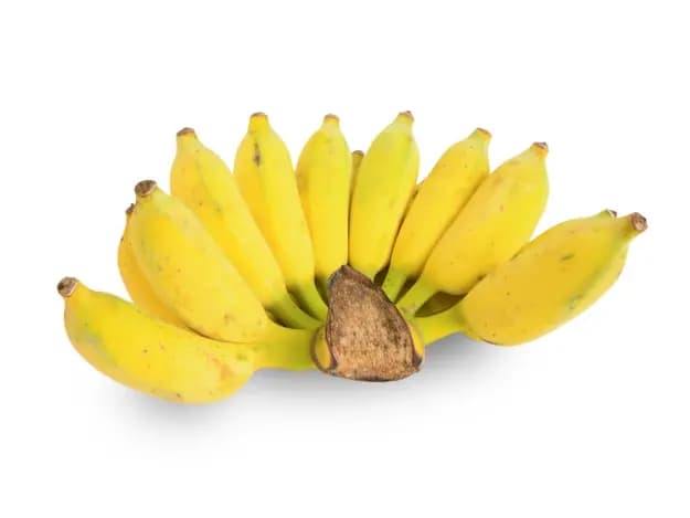 Sugar Plantain (2)