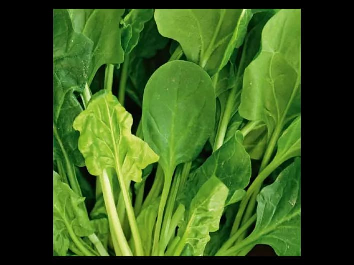 Spinach (4)
