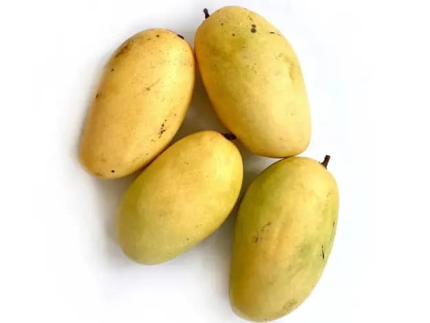 T. J .C. Mango (3)