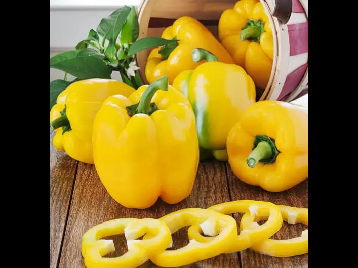 Bell pepper -yellow (2)