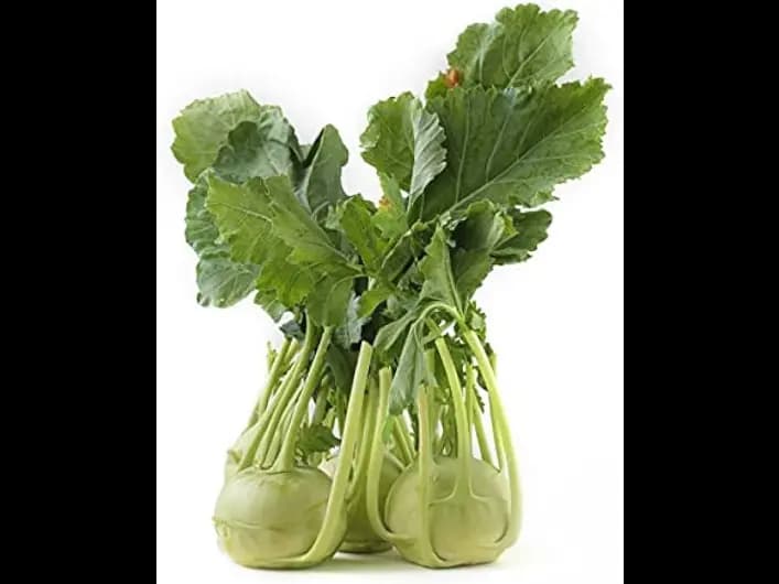 Knol Khol (2)