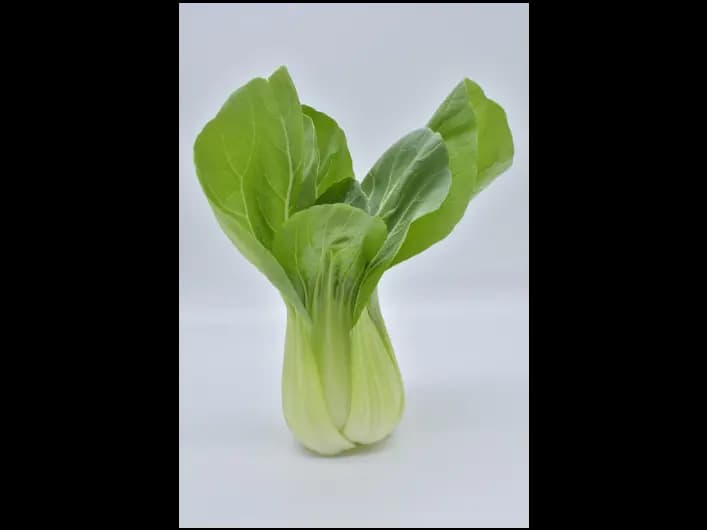 Bok Choy / Pak Choi (5)