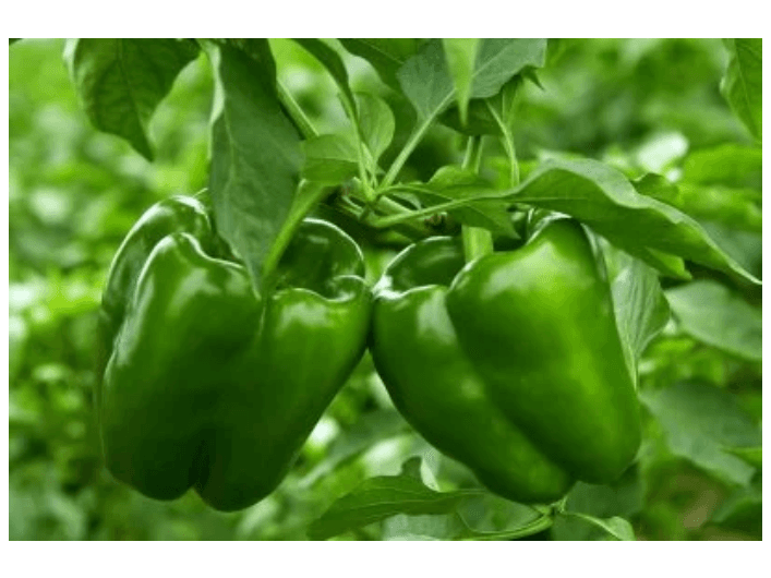 Bell Pepper (4)