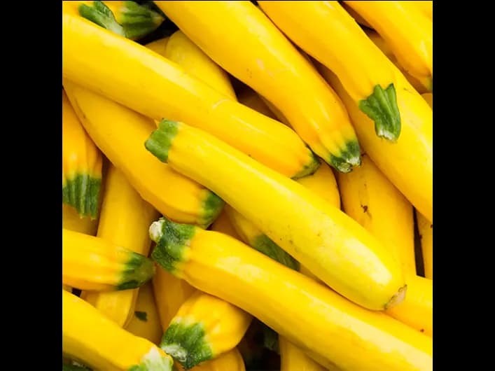 Yellow Zucchini (3)