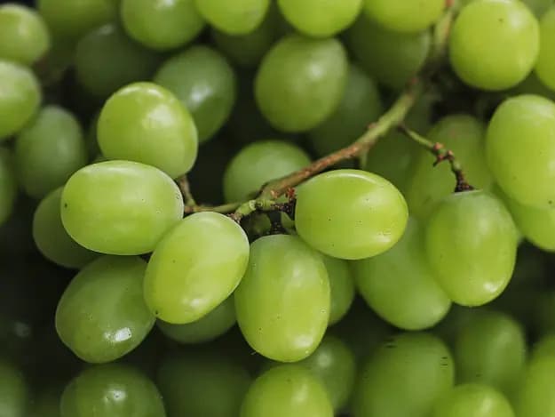 Imported Green Grapes (3)