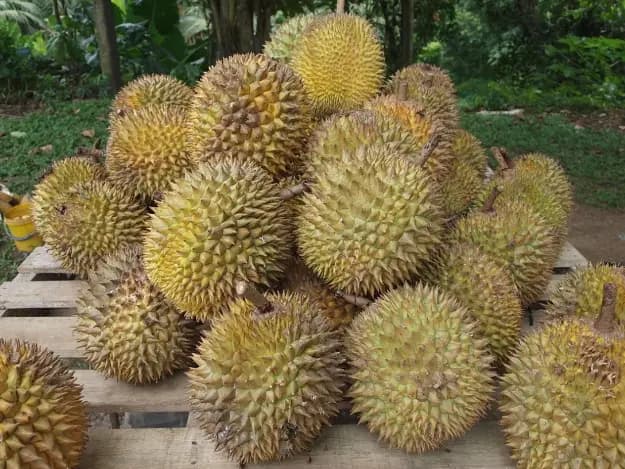 Durian - Pre-order (6)
