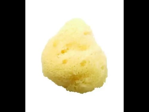 Natural Sea Sponge