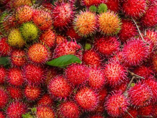 Rambutan - Pre-order (4)