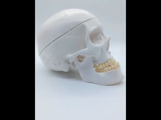 Classical Skull, A150 (3)