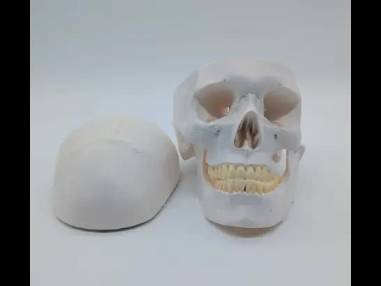 Classical Skull, A150