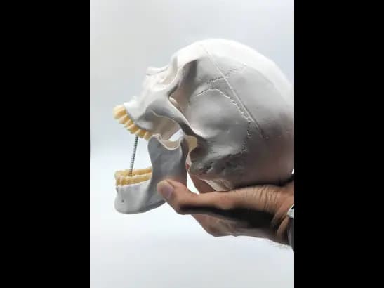 Classical Skull, A150 (2)
