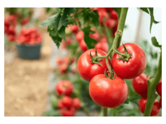 Tomato Big (3)