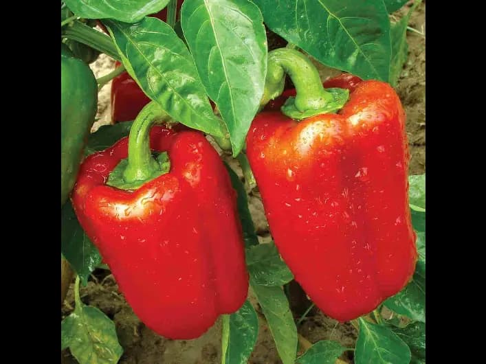 Bell pepper Red (5)