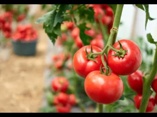 Tomato Big (4)