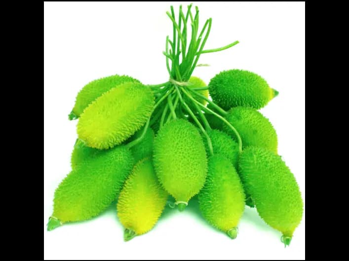 Spine Gourd (2)