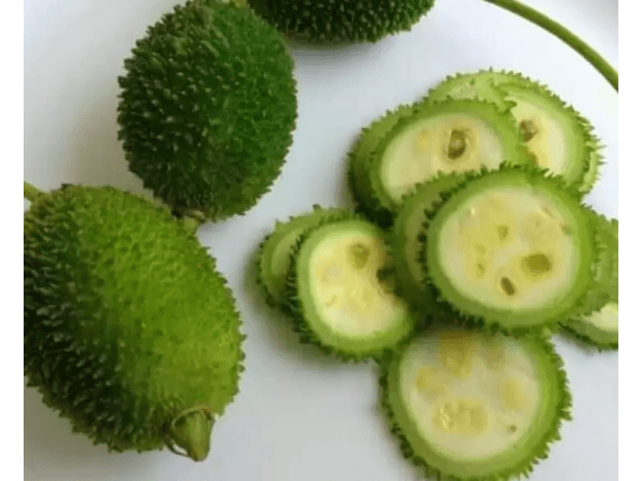 Spine Gourd (3)
